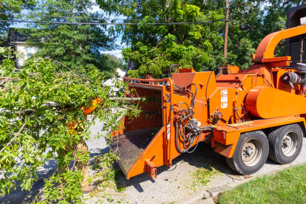 Best Tree Care Services  in Atherton, CA